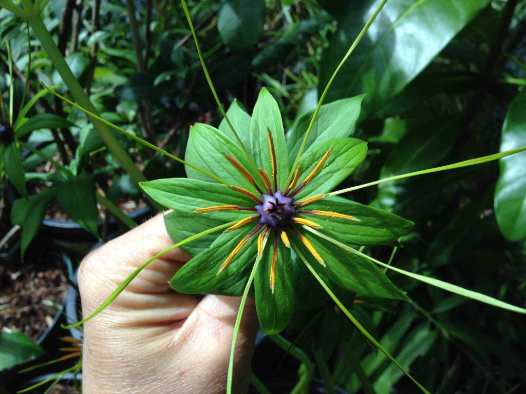 that-diep-nhat-chi-hoa